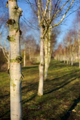 Fototapeta premium Birch forest