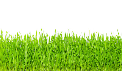 green grass