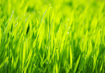 background green lawn