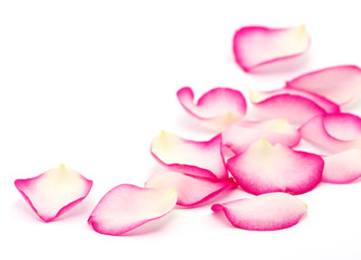 pink rose petals