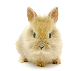 brown rabbit