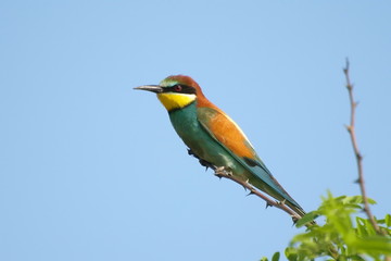 European Bee eater Merops apiaster