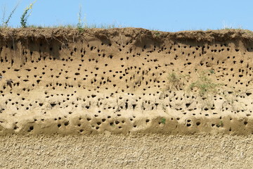 Colony of swallows, Active Sand Martin breeding colony