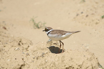 Little Ringed Plover, Charadrius dubius