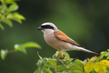 Red-backed Shrike,Lanius collurio