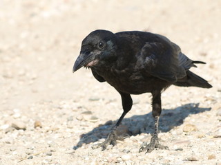 Rook, Corvus frugilegus