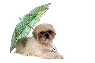 liegender Hund Shih Tzu mit Regenschirm