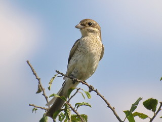 Red-backed Shrike lanius colluri