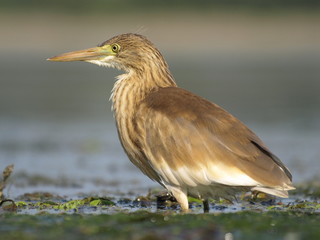 Squacco Heron, Ardeola ralloides
