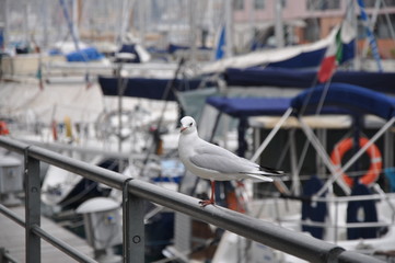Sea Gull