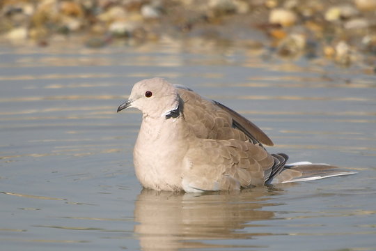 Eurasian Collared dove, Streptopelia decaocto