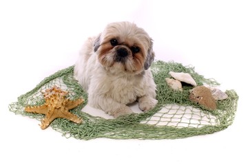 kleiner Hund macht Urlaub am See © fotowebbox