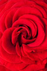 dark red rose