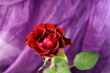 Rote Rose vor Lila Hintergrund
