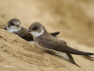 Close up Sand Martin in the nest riparia riparia