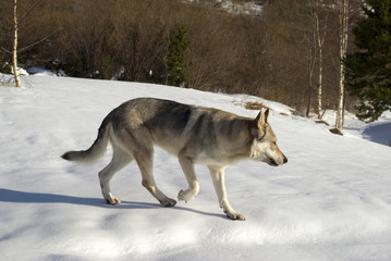 Fototapeta na wymiar Czechoslovakian wolf dog running in the snow