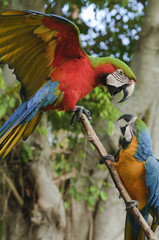 Blue and Yellow Macaw