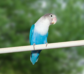 Inseparabile