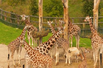 giraffes