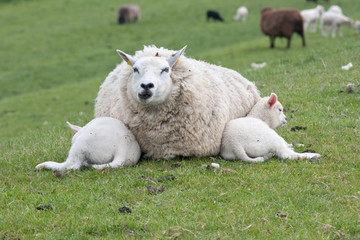 Obraz premium Sheep with lambs