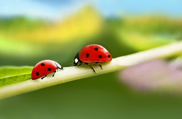 Ladybugs on a leaf
