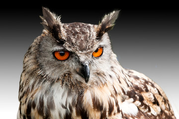 eagle owl against dark sky