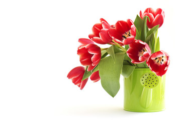 bunch of red tulips isolated on white background