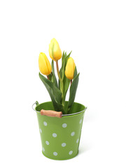 Yellow tulips in the bucket