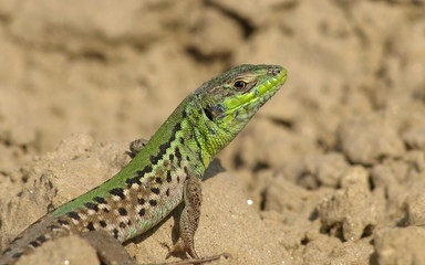 Lizard Lacerta