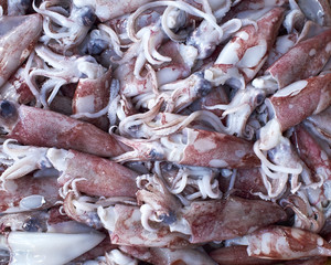 red squids, natural background