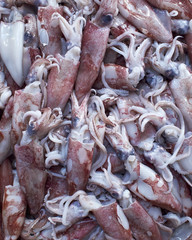 red squids, natural background