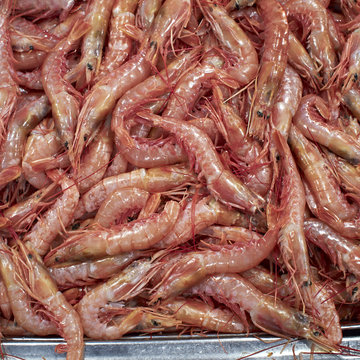 red shrimps, natural background