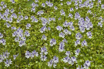 water hyacinth in sri lanka