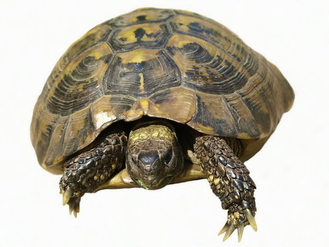 turtle isolated on white background testudo hermanni