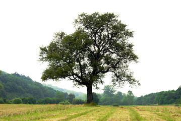 Lonely tree on meadow