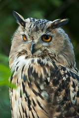 owl closeup