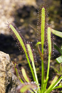 Cape Sundew - Drosera Capensis