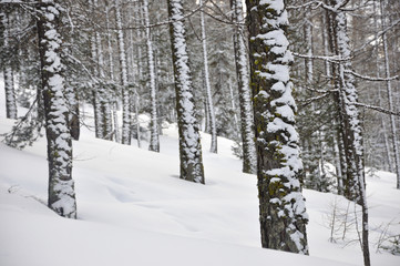 Fototapeta premium forêt en hiver 2