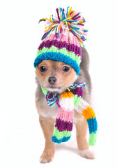 Chihuahua Puppy With Colorful Scarf and Hat Looking At Camera