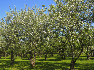 Apple garden in blossom