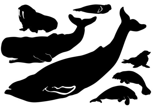 Sea life animals