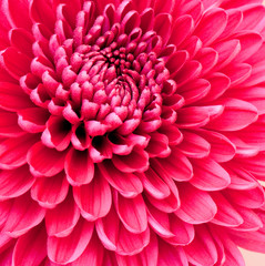 chrysanthemum