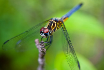 Blue Dasher