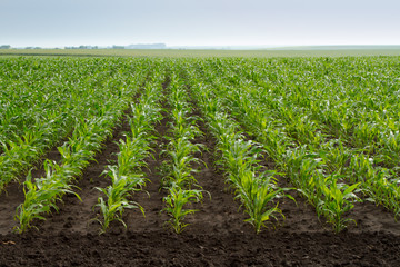 field of young green corn plants
