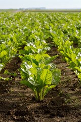 field of young green sugar beet