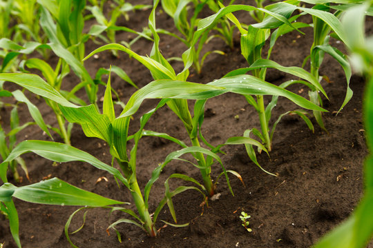 young green corn plants, close-up