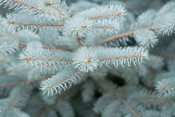blue fir-tree