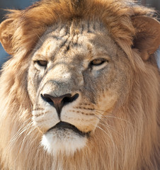 lion