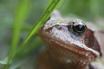 Little frog in the grassfield