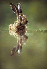 A bunny or rabbyt is in the water